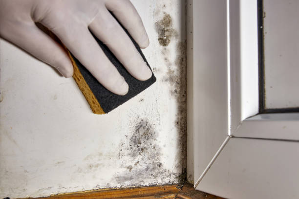 Best Biohazard Mold Removal  in Lansdale, PA